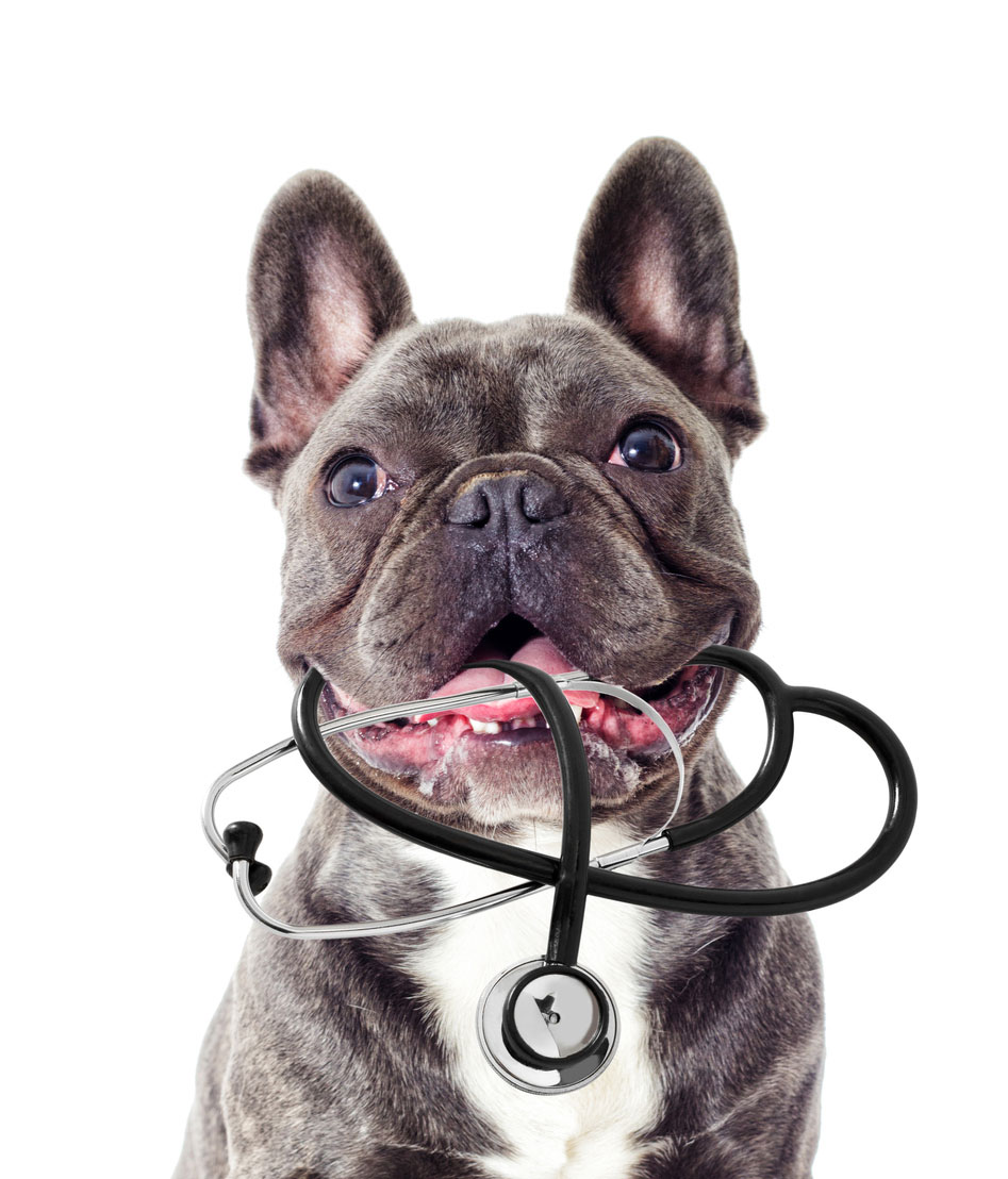 Dog with a stethoscope in its mouth